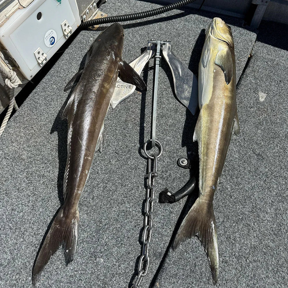 Active Anchor and chain displayed beside two fish aboard a boat.