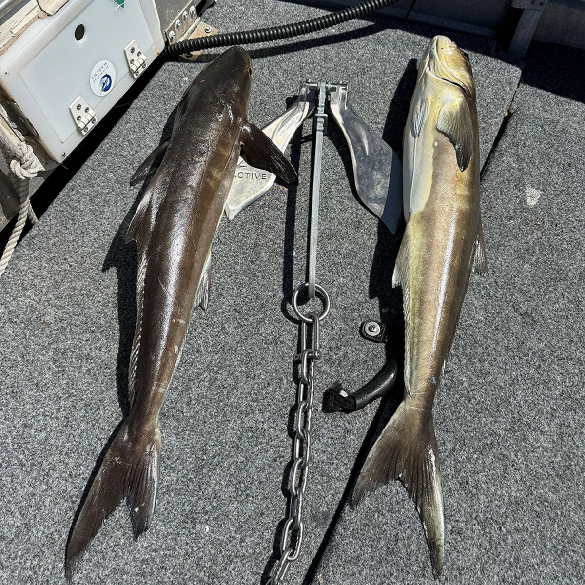 Active Anchors DF400 marine anchor with chain displayed between two freshly caught fish on the deck of a fishing boat.